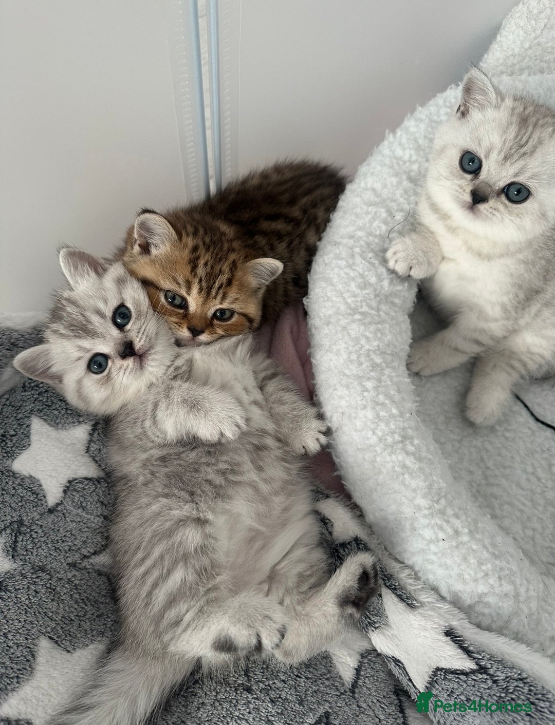 British Shorthair cats for sale: British Shorthair Kittens - Image 1
