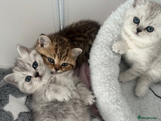 British Shorthair cats - Advert 28