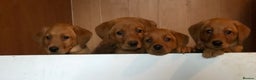 Goldador dogs for sale: Chunky red Goldadors, ready now  - Advert 2