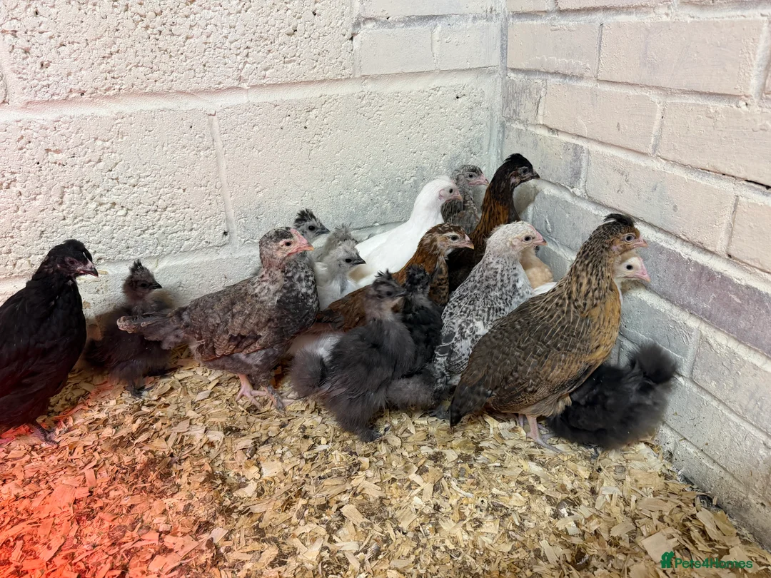 Chickens poultry for sale: Sexed Hybrid and Bearded Silkie Growers  - Advert 1