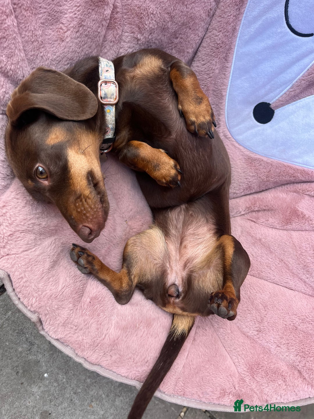 Miniature Dachshund dogs for sale: Miniature dachshund  - Advert 2