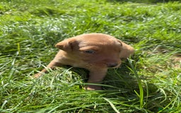 Labrador Retriever dogs for sale: Fox Red Puppies for Sale - Image 5