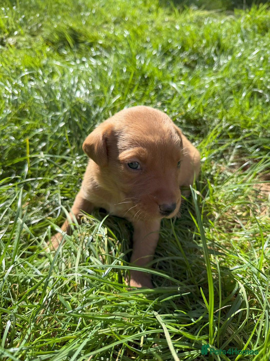 Labrador Retriever dogs for sale: Fox Red Puppies for Sale - Image 5