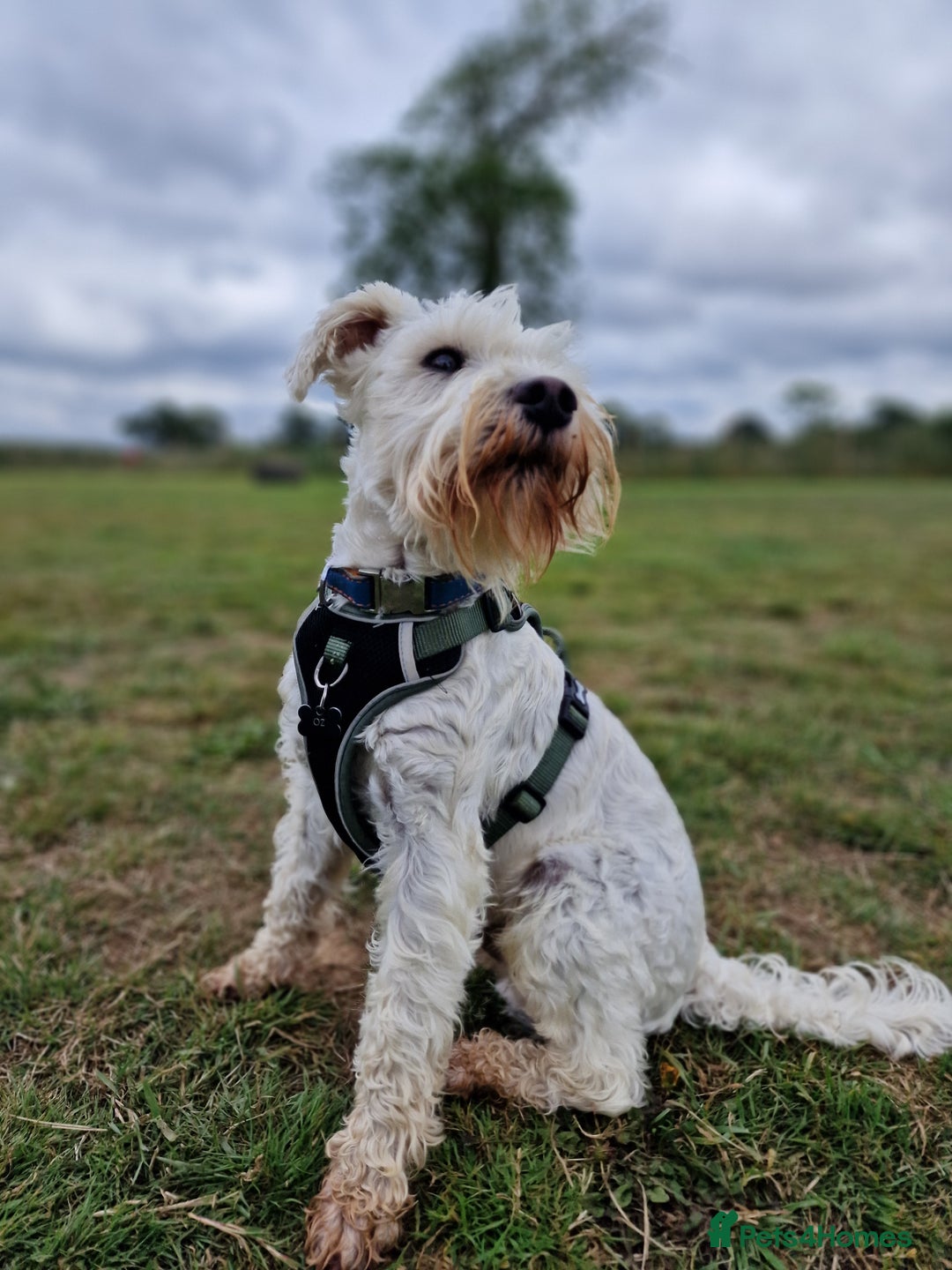 Miniature Schnauzer dogs for stud: White Miniature Schnauzer for stud - Advert 1