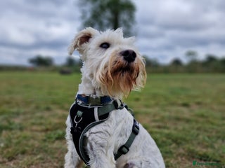 Miniature Schnauzer dogs White Miniature Schnauzer for stud - Advert 1