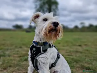 Miniature Schnauzer dogs White Miniature Schnauzer for stud - Advert 4