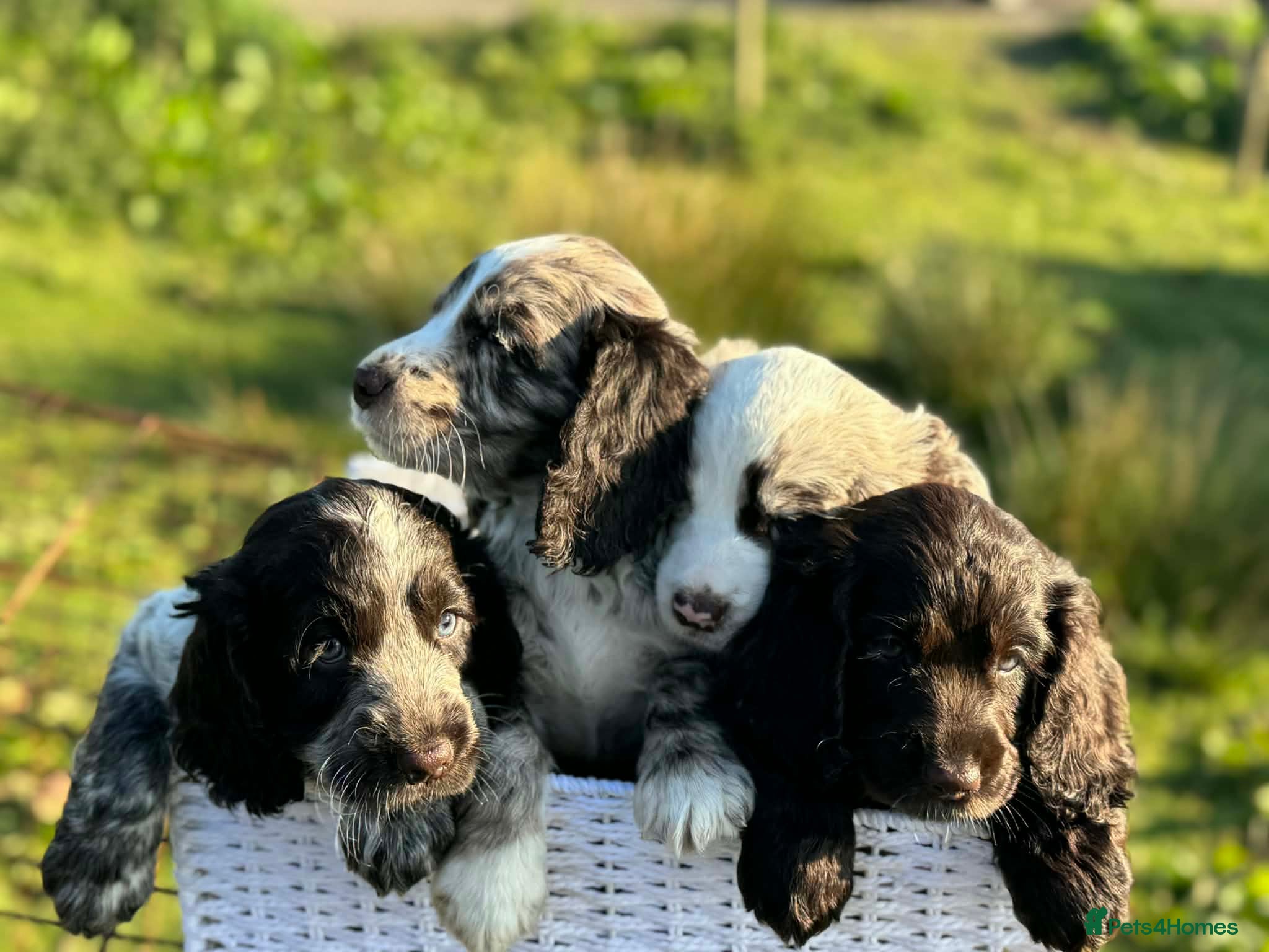 Cocker Spaniel dogs Gorgeous Cocker pups for sale - Advert 7