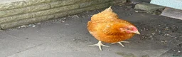 Chickens poultry for sale: 3 Hens – Sussex, Brown Ranger & Cuckoo Marans in New Malden - Advert 10