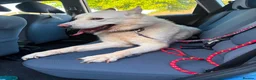 Mixed Breed dogs for adoption: 💙🐶 MOON – FROM A LOST DOG WITH NOWHERE TO GO... - Advert 13