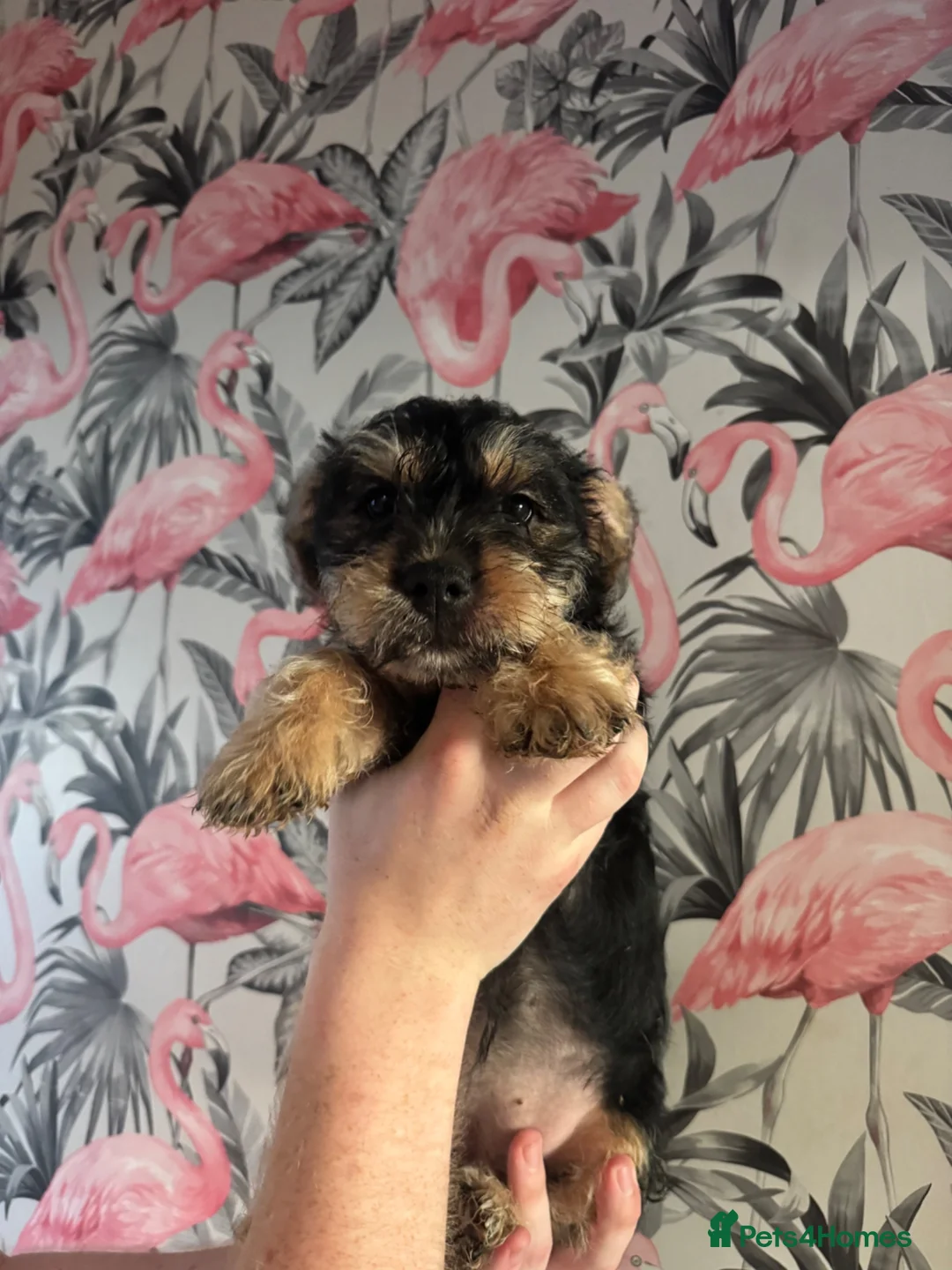 Mixed Breed dogs for sale: Beautiful British bulldog/Yorkie puppy - Advert 1