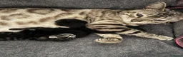 Mixed Breed cats for sale: Bengal Cross Kittens £200 each  - Advert 2