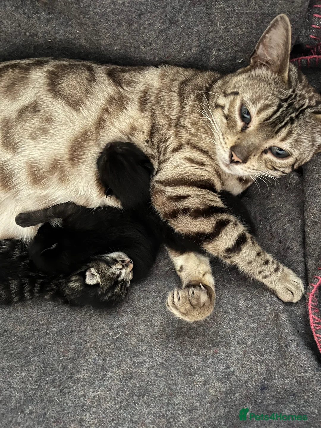 Mixed Breed cats for sale: Bengal Cross Kittens £200 each  - Advert 2