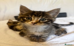 Norwegian Forest Cat cats for sale: Beautiful fluffy kittens - Image 22