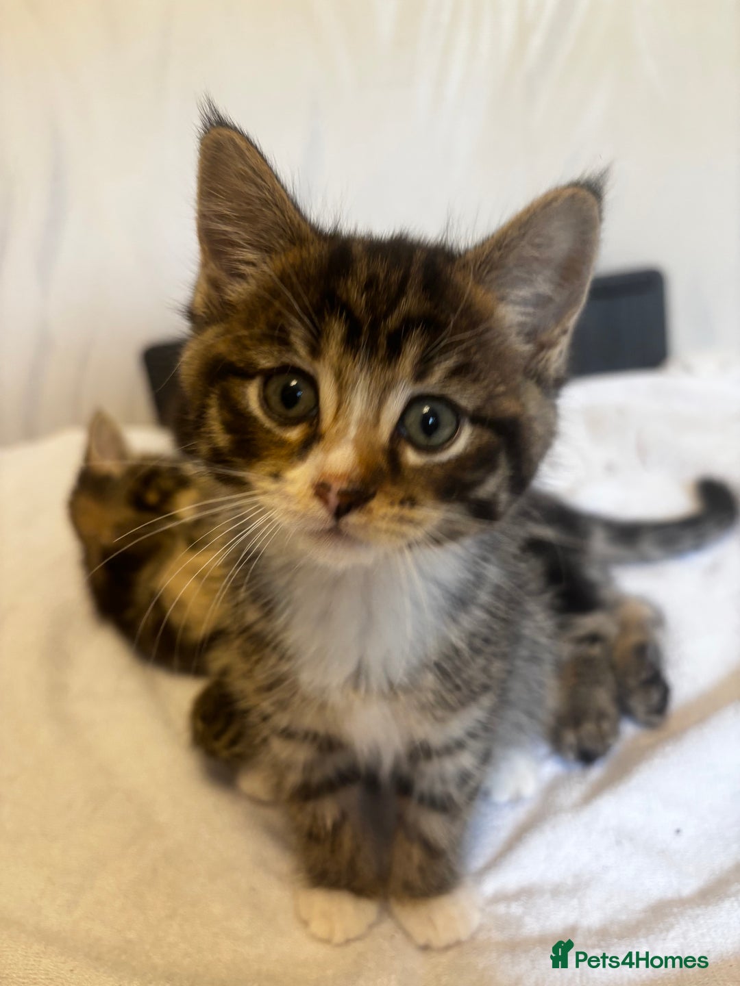 Norwegian Forest Cat cats for sale: Beautiful fluffy kittens - Image 22