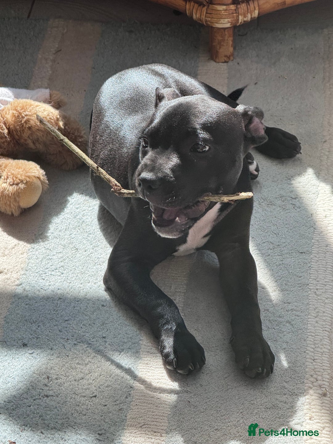Staffordshire Bull Terrier dogs for sale: Staffordshire Bullterrier Puppy  - Image 5