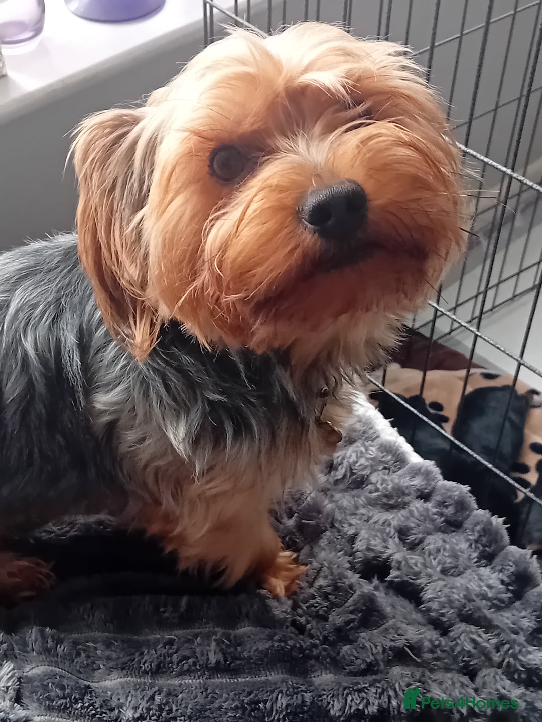 Yorkshire Terrier dogs for sale: Yorkshire Terrier Puppies 2 Boys and 1 Girl - Advert 14