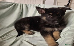 German Shepherd dogs for sale: *Ready Now* Pure Bred German Shepherd Pups - Image 3