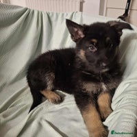 German Shepherd dogs - Advert 2