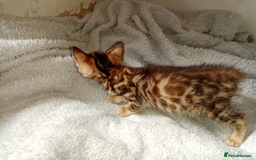 Mixed Breed cats for sale: Lovely Ginger and Rosetted Kittens - Image 19