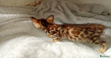 Mixed Breed cats - Advert 11