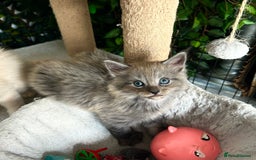 Maine Coon cats for sale: READY NOW! Maine Coon Kittens 🌹 - Image 13