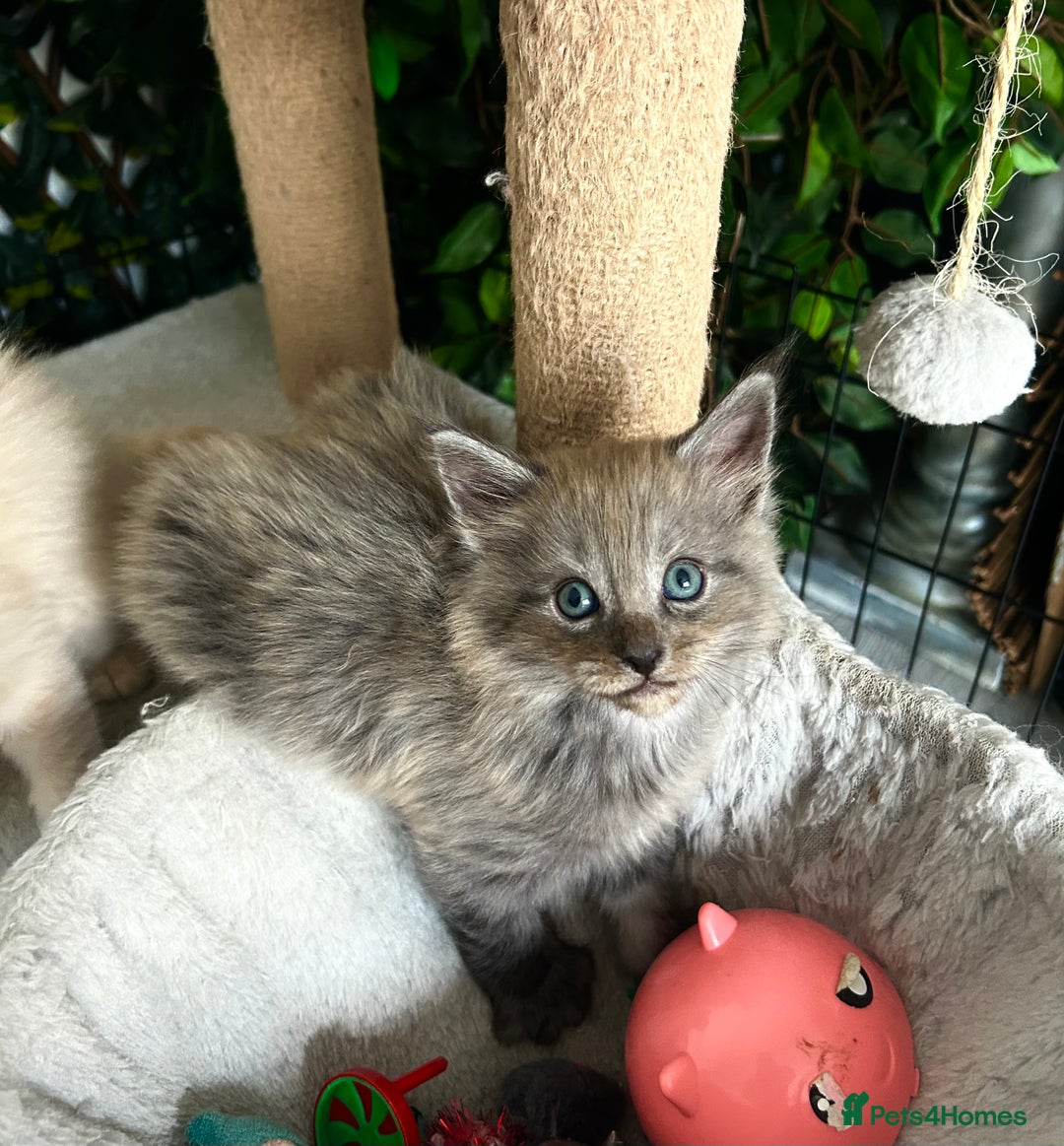 Maine Coon cats for sale: READY NOW! Maine Coon Kittens 🌹 - Image 13