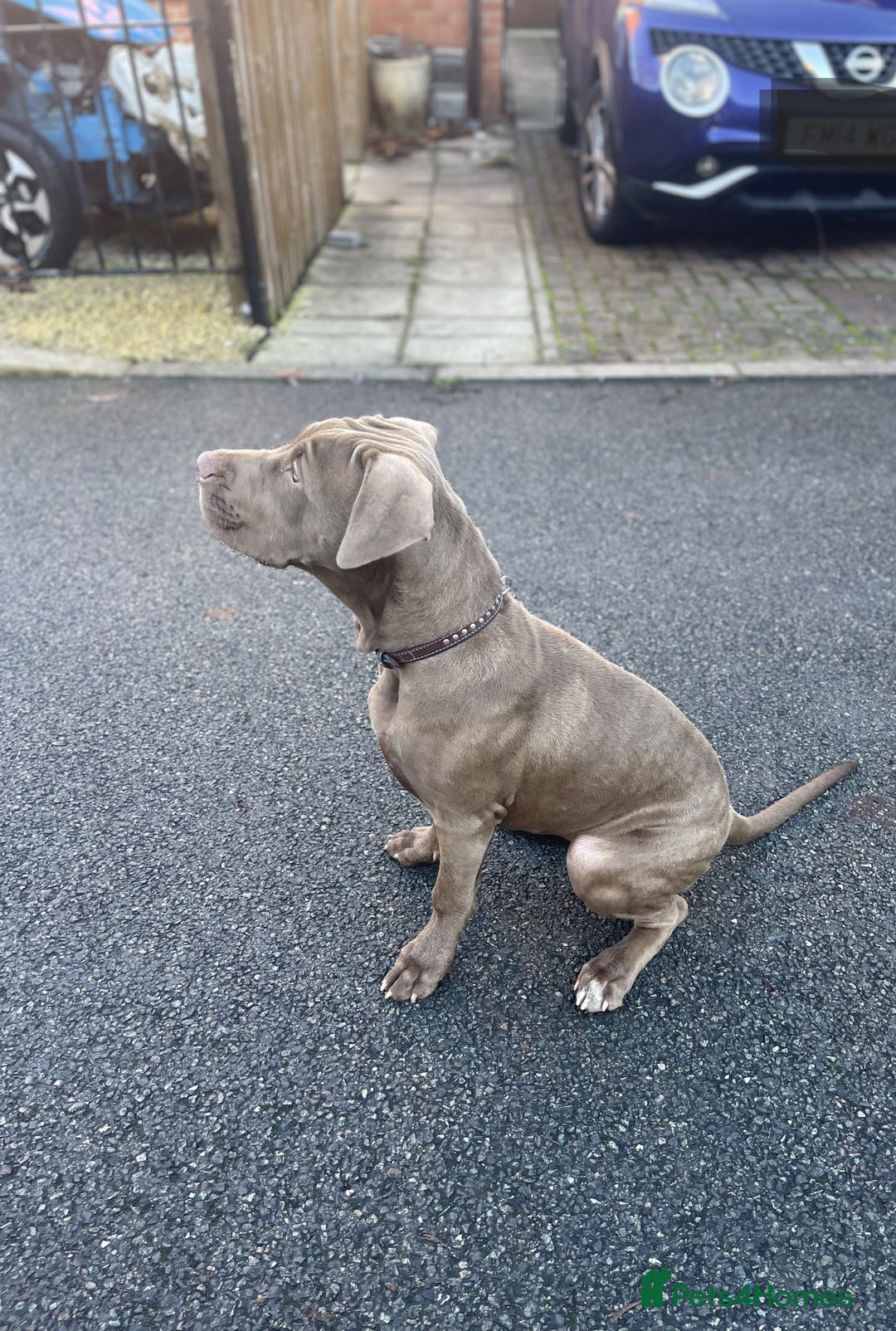Mastiff dogs for sale: Beautiful Family Mastiff for sale - Advert 3