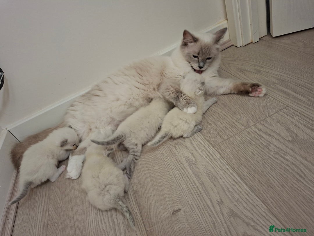 Ragdoll cats for sale: Stunning Ragdoll kittens  - Image 8