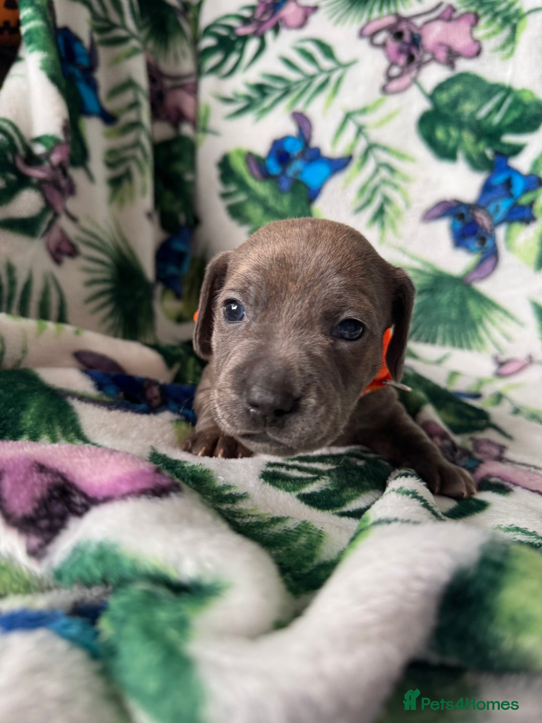 Mixed Breed dogs for sale: Beautiful Daffys - staffy cross dachshund  - Image 21