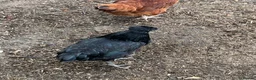 Chickens poultry for sale: Hybrid laying birds  - Advert 1