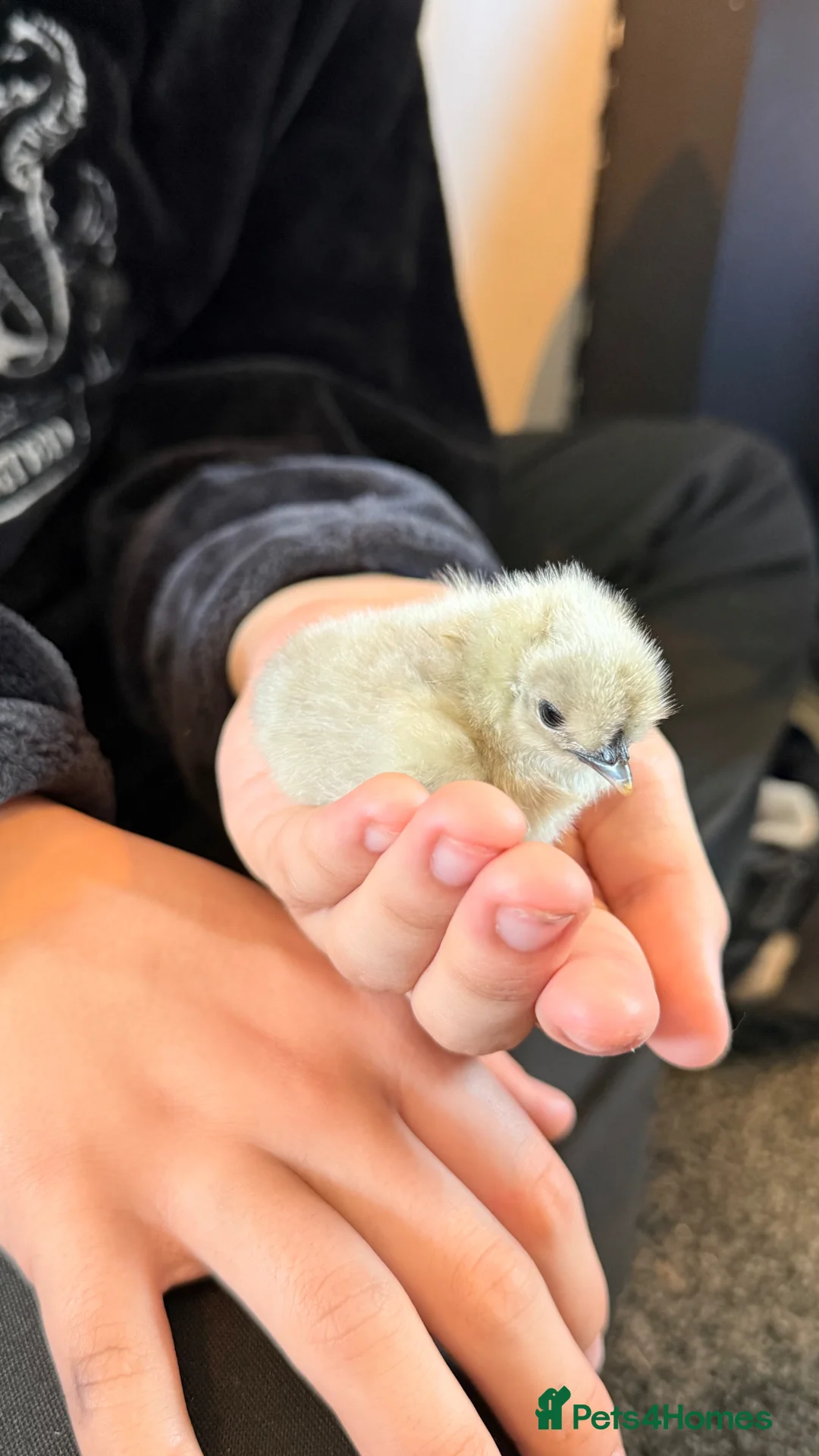 Mixed Breed poultry for sale: Chicks , quail ,  hatching eggs etc  - Advert 2