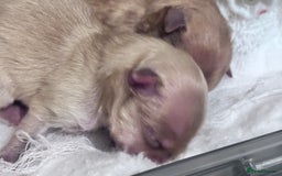 Pomeranian dogs for stud: 1.6kg Lilac/Tan stud ovulation test included  - Image 9