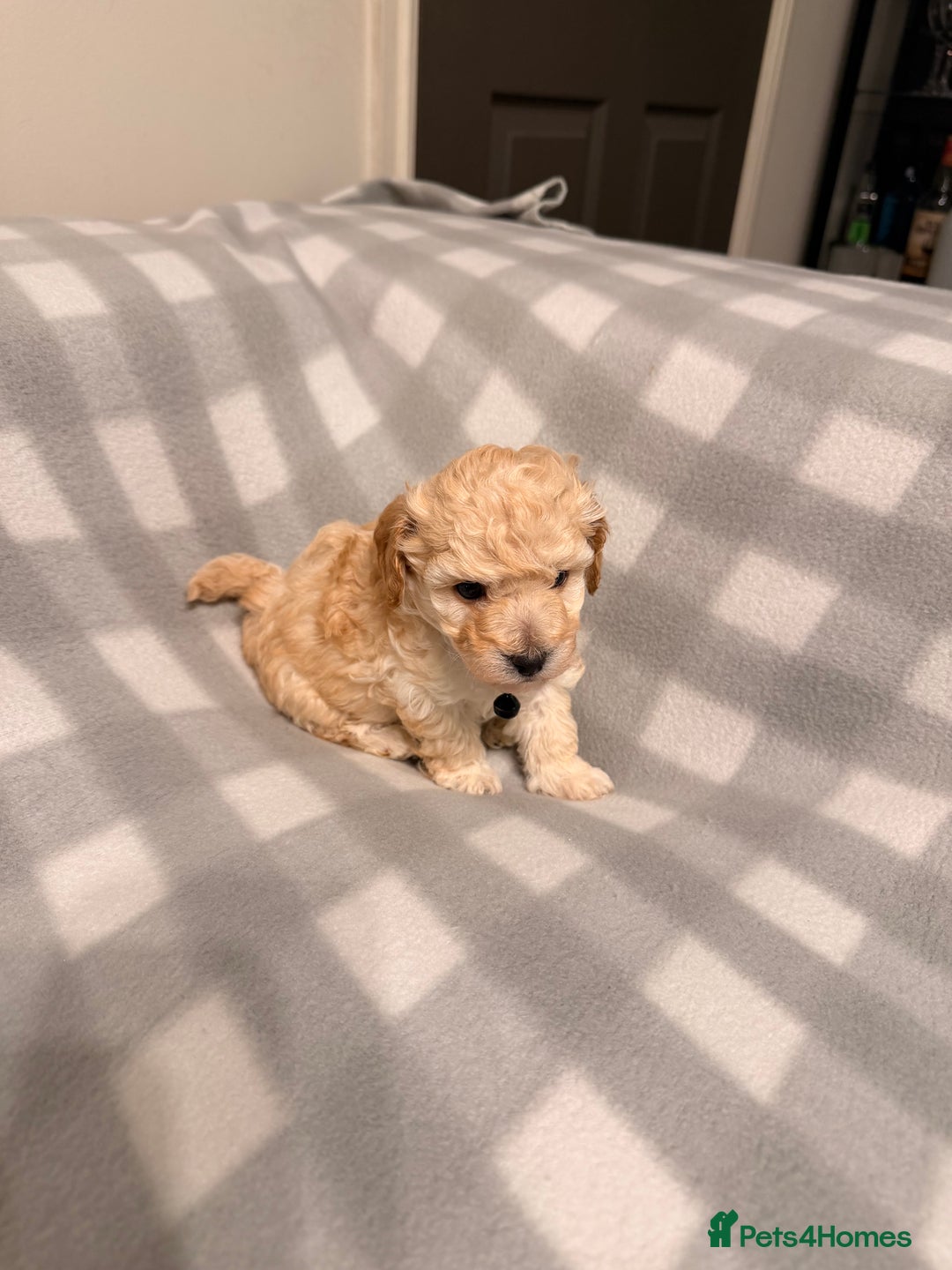 Cavapoochon dogs for sale: Cavapoochon Puppies Available From 12th January - Advert 13