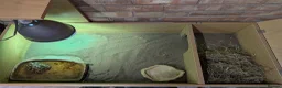 Hermann Tortoise reptiles for sale: Hermanns Tortoise and full set up  in Bromsgrove - Advert 3
