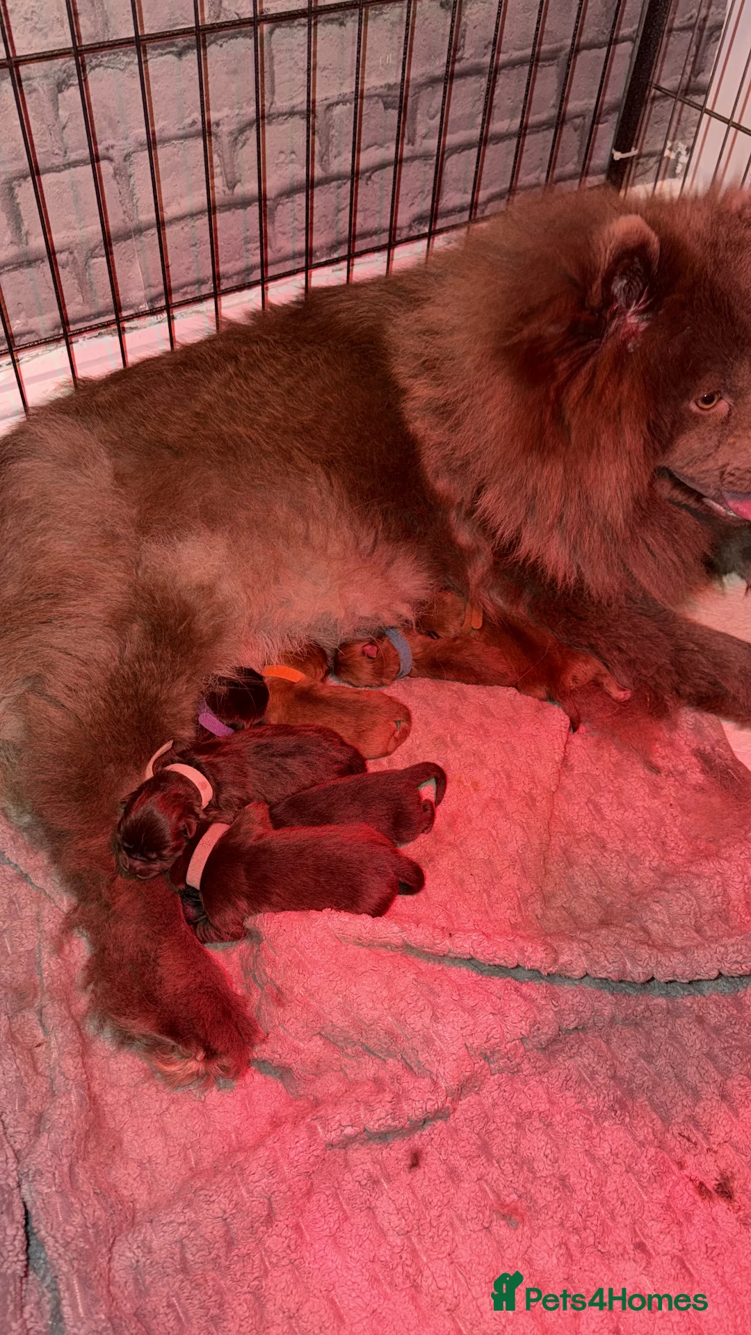 Chow Chow dogs for sale: Chow chow pups for sale  - Advert 2