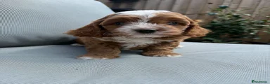 Cavapoo boy