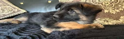 German Shepherd dogs for sale: German shepherd puppies - Advert 27