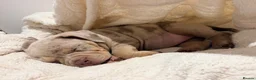American Bully dogs for sale: 4.5-MONTH-OLD POCKET BULLY PUPPY in Bonnybridge - Advert 9