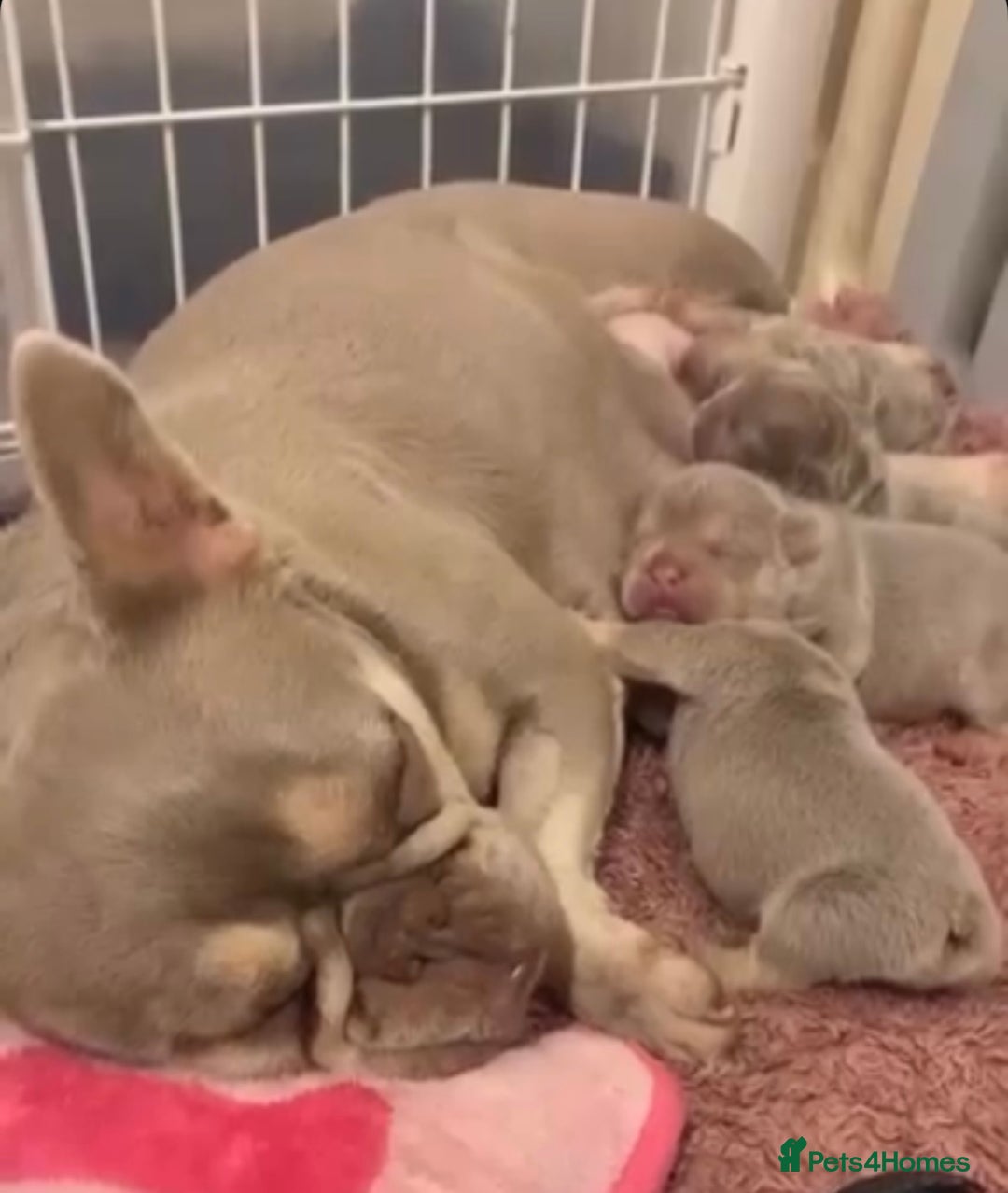 French Bulldog dogs for sale: Beautiful FrenchBulldog Puppies - Advert 7