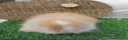 Lionhead rabbits for sale: Double Mane Lionheads - Advert 15