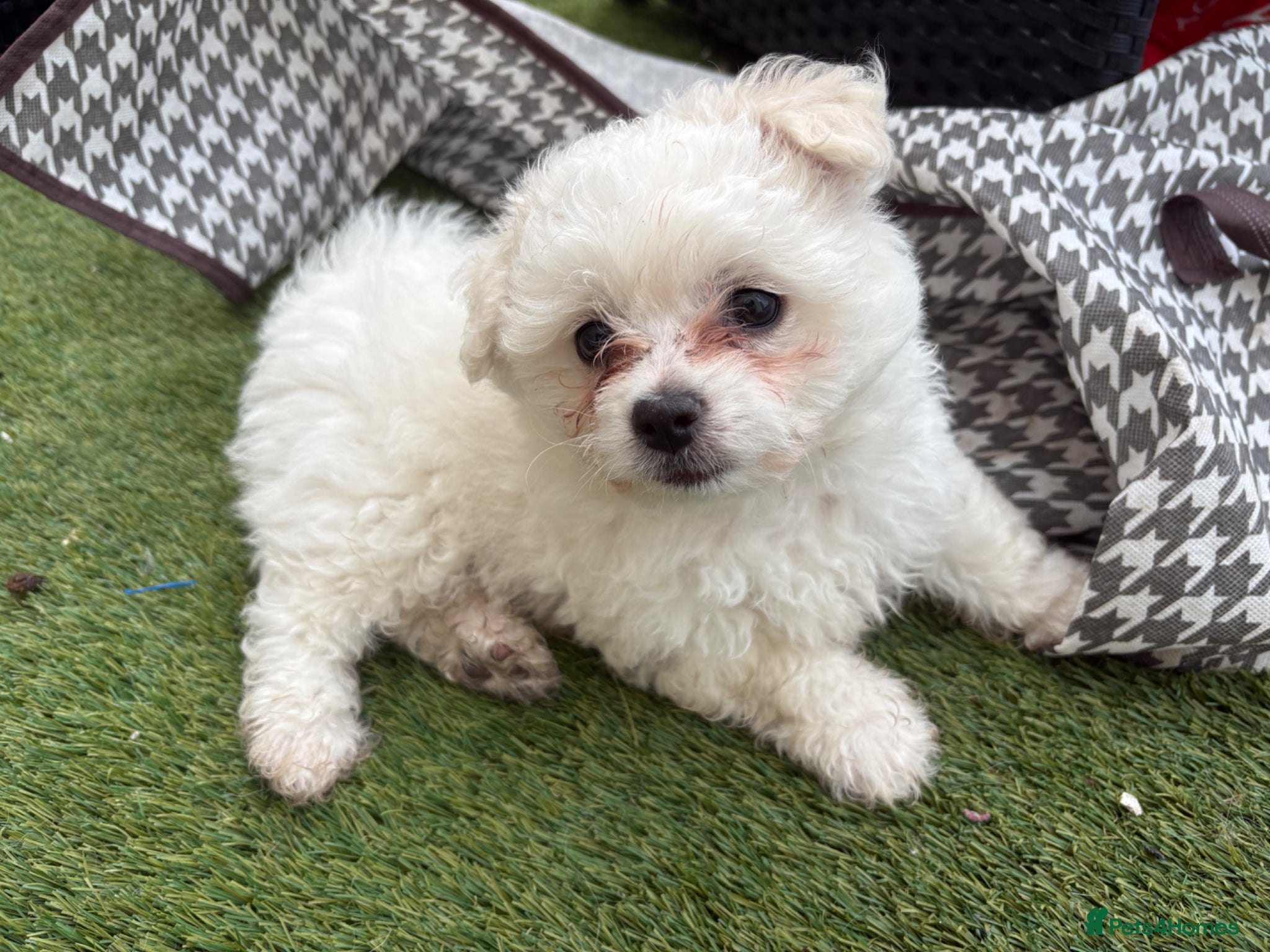Bichon Frise dogs Bichon Frise - 1 Male Puppy (8 Weeks) Ready now  - Advert 1