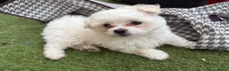 Bichon Frise dogs for sale: Bichon Frise - 1 Male Puppy (8 Weeks) Ready now  in Liverpool - Advert 1