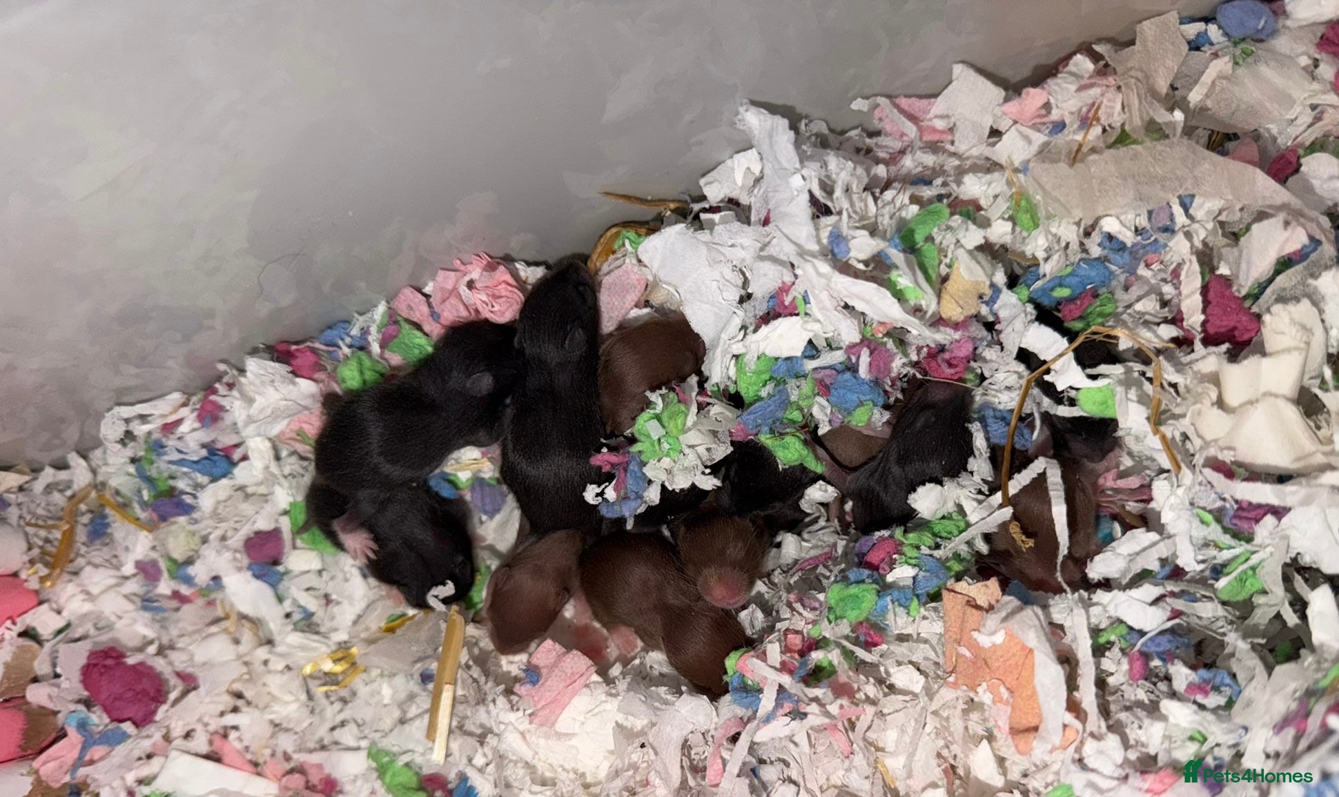 Hamster rodents Syrian Hamster Pups  - Advert 10