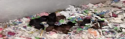 Hamster rodents for sale: Syrian Hamster Pups Babies Black Brown  - Advert 26