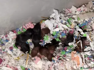 Hamster rodents Syrian Hamster Pups - Advert 10