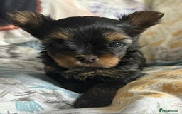 Yorkshire Terrier dogs for sale: Yorkshire terrier  - Image 2