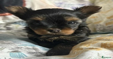 Yorkshire Terrier dogs - Advert 2