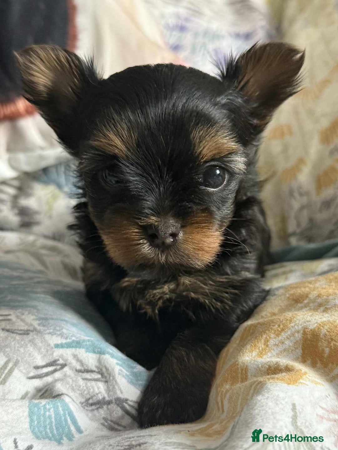 Yorkshire Terrier dogs for sale: Yorkshire terrier  - Image 2