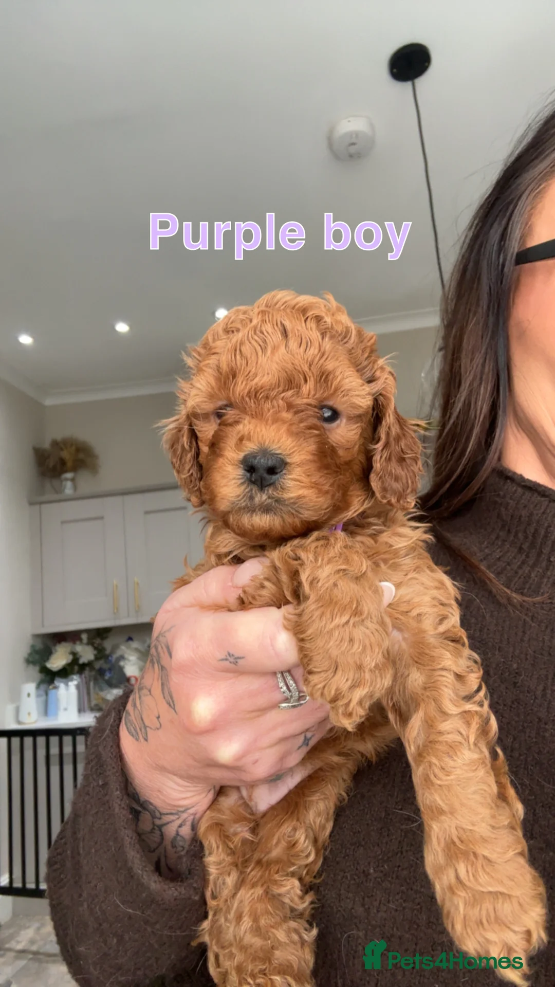 Cavapoo dogs for sale: 🐶Perfect Toy Cavapoos (Health Tested)🐶 - Advert 8