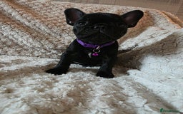French Bulldog dogs for sale: French bulldog puppies  - Image 5